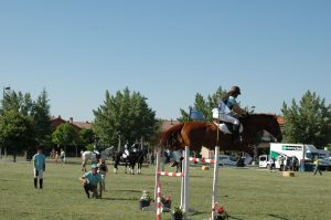 Competición de salto de caballo